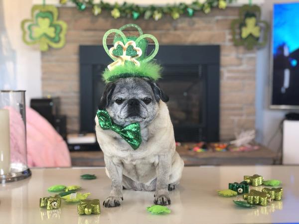 /images/uploads/pug nation rescue of los angeles/pugnation2021/entries/15433thumb.jpg